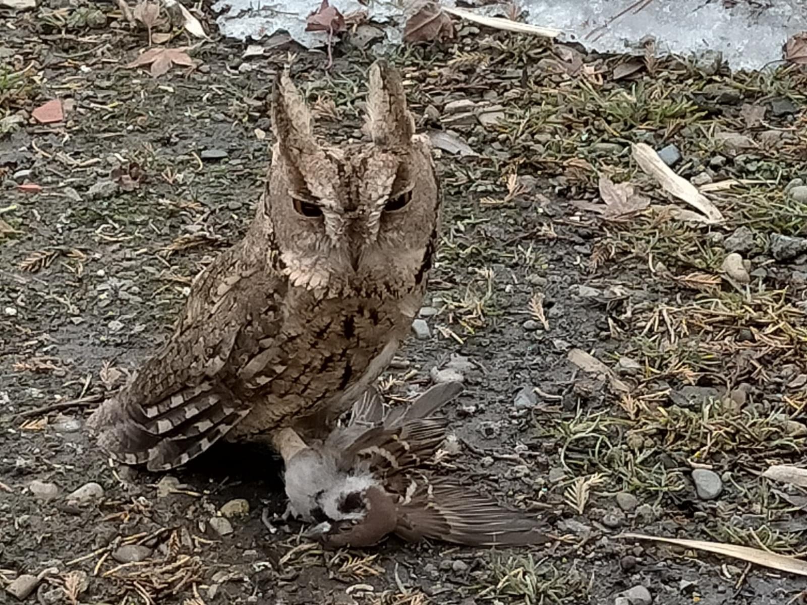 目撃された鳥 目撃された鳥