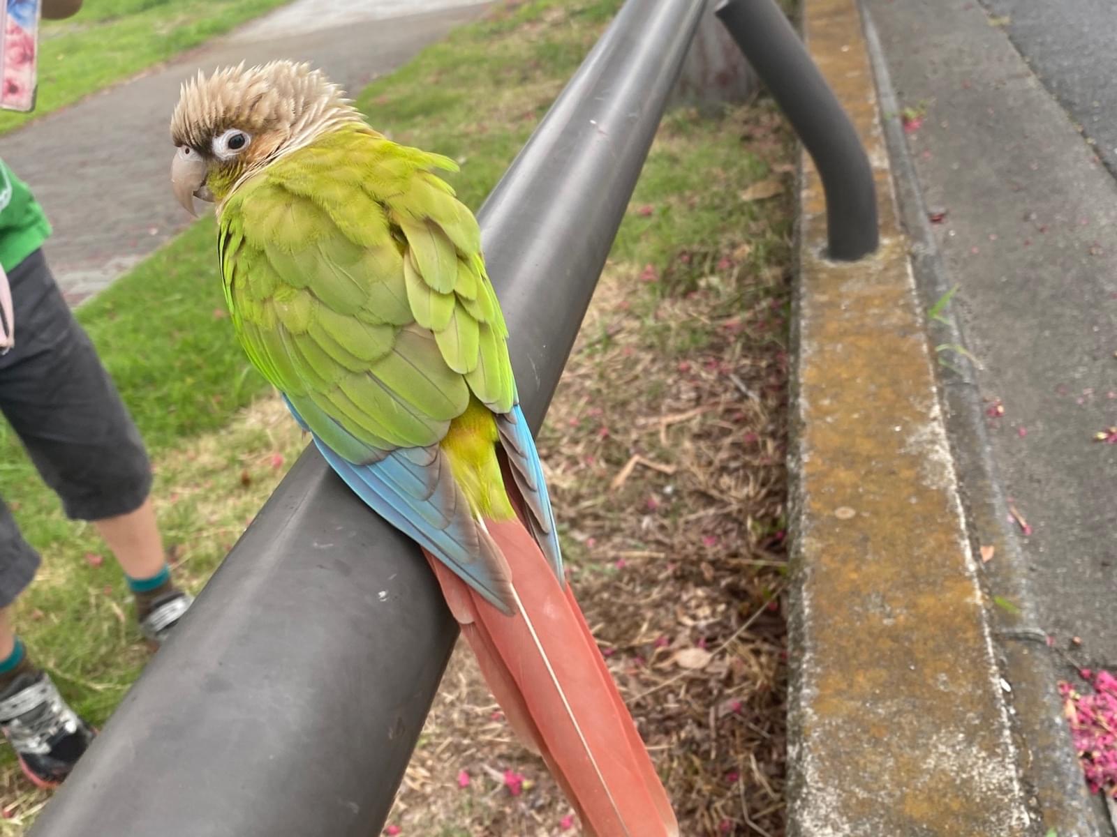 目撃された鳥 目撃された鳥