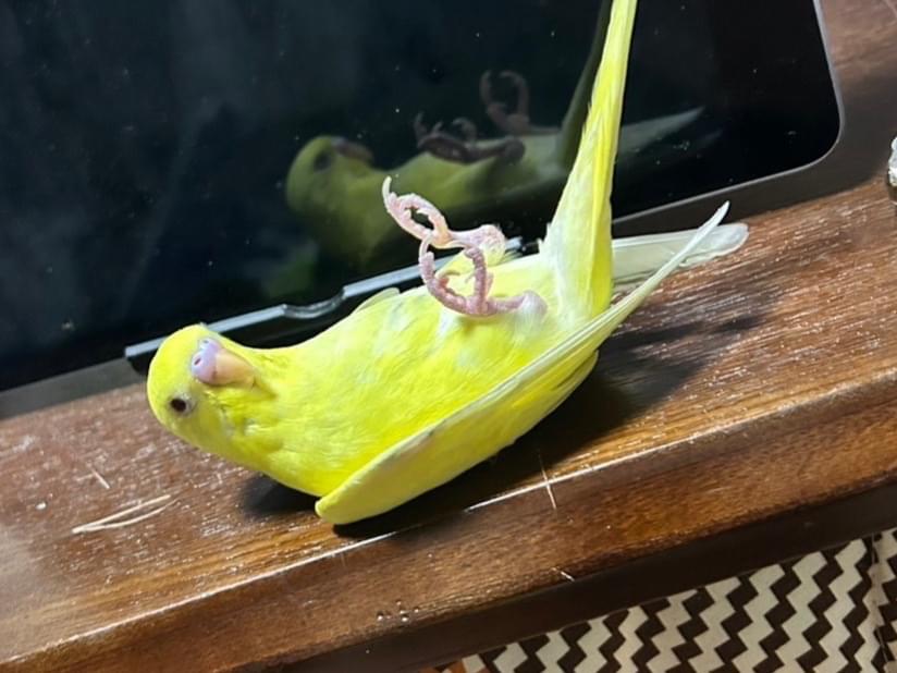 ポテトちゃん ポテトちゃん