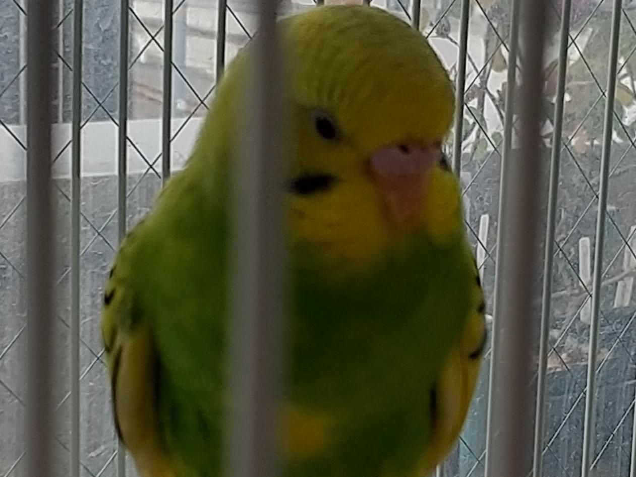 かぼすちゃん かぼすちゃん