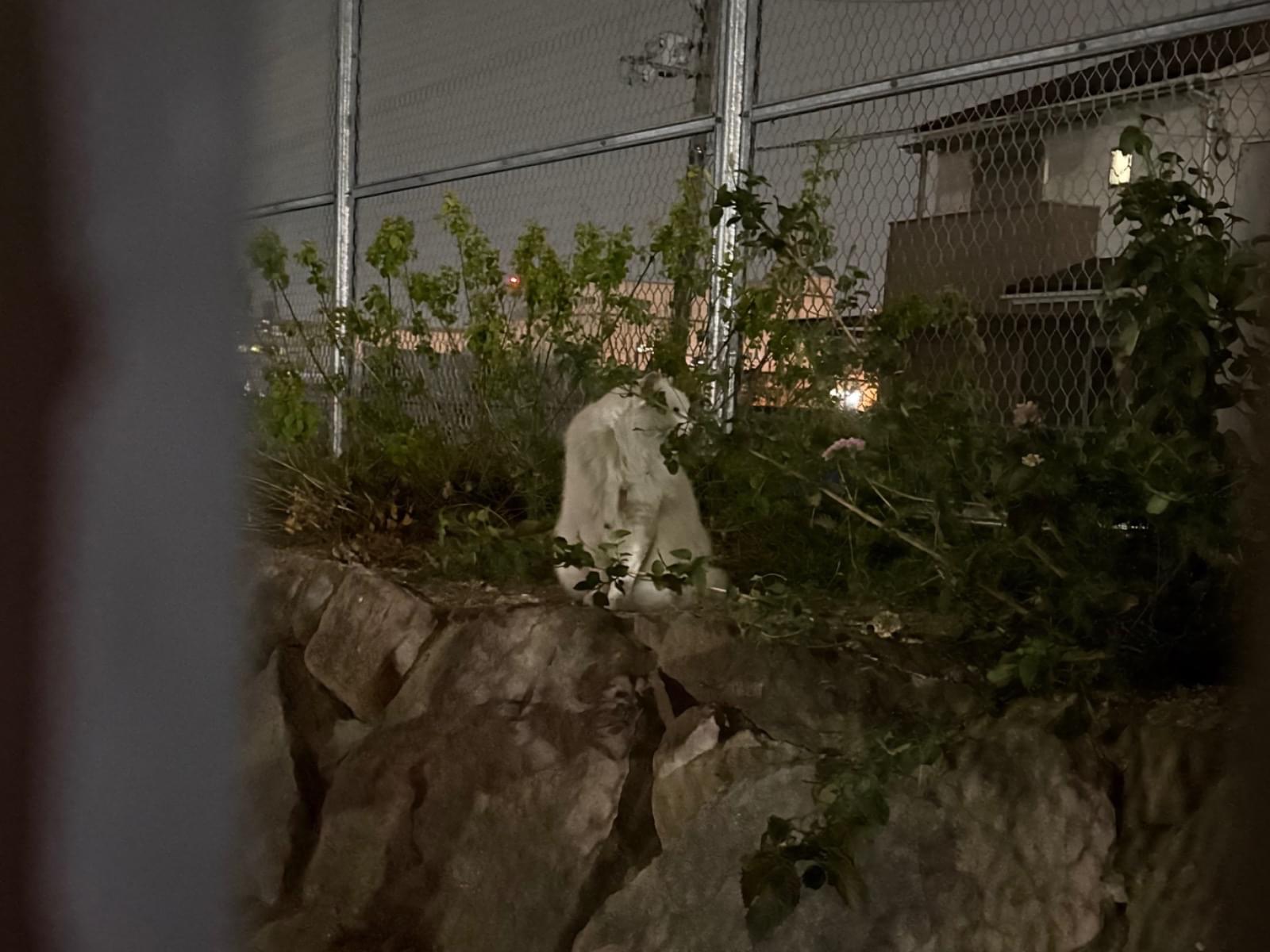 目撃された猫 目撃された猫