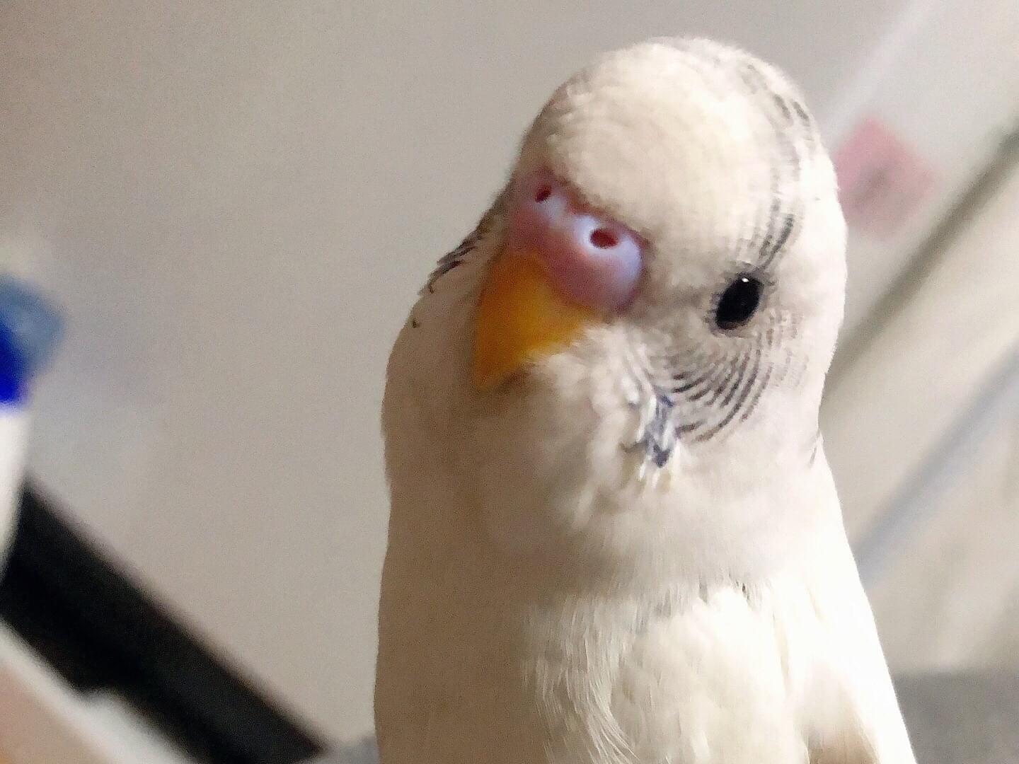 ハッピーちゃん ハッピーちゃん