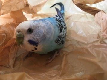 保護された鳥 保護された鳥