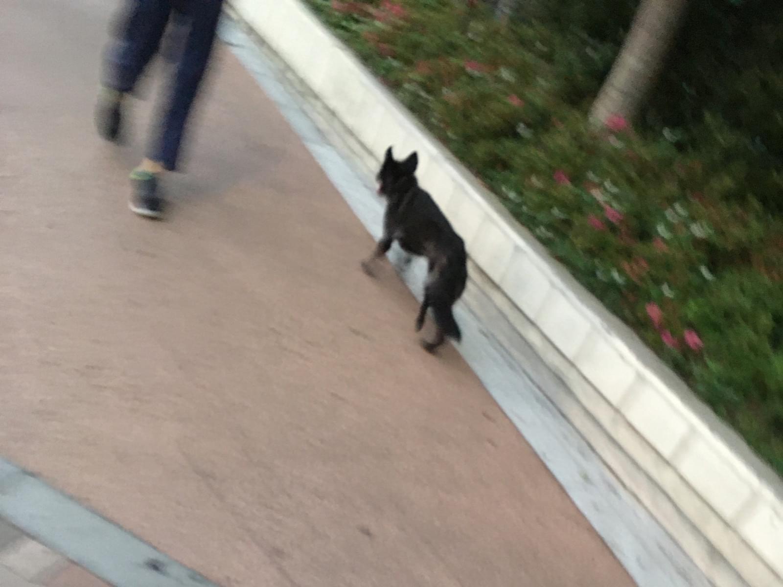 目撃された犬 目撃された犬