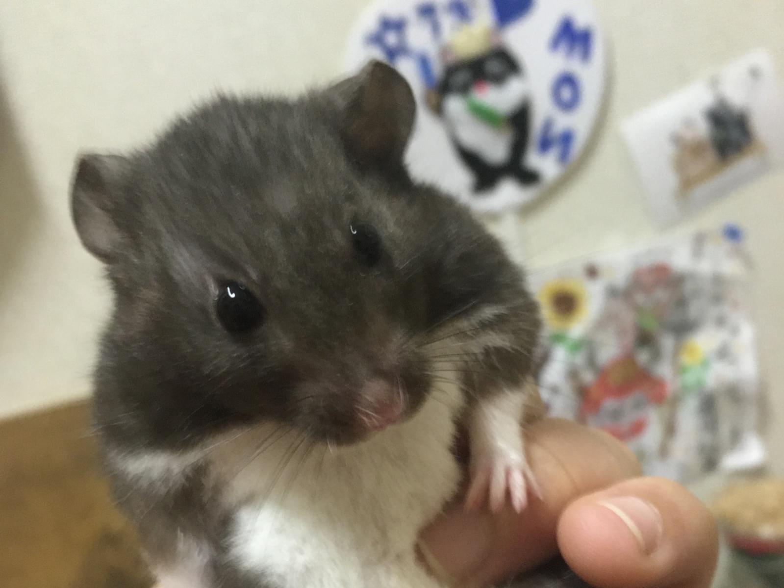 文殊ちゃん 文殊ちゃん