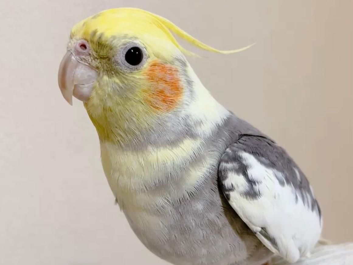チーズちゃん チーズちゃん