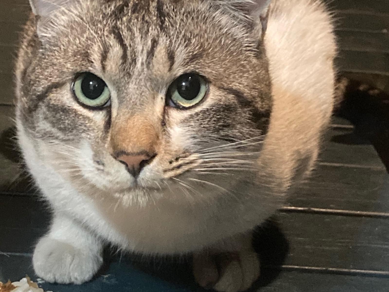 目撃された猫 目撃された猫