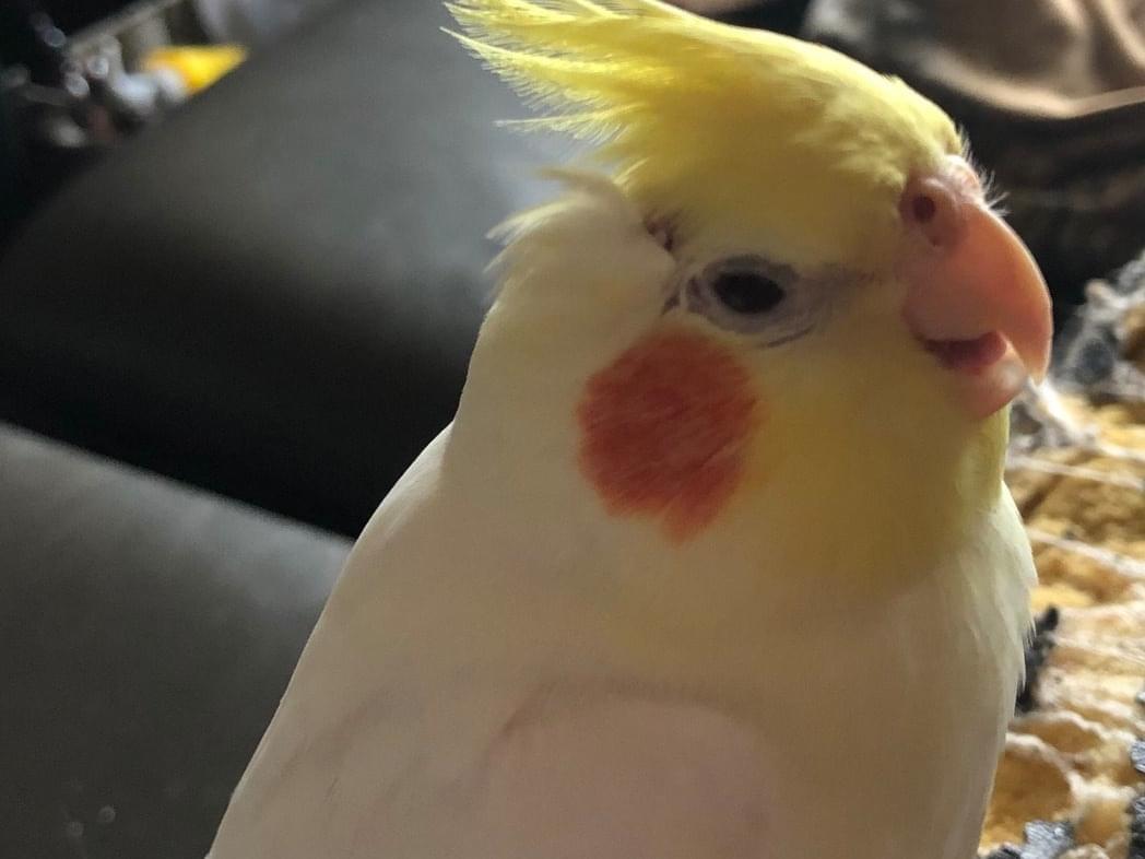 ピピちゃん ピピちゃん