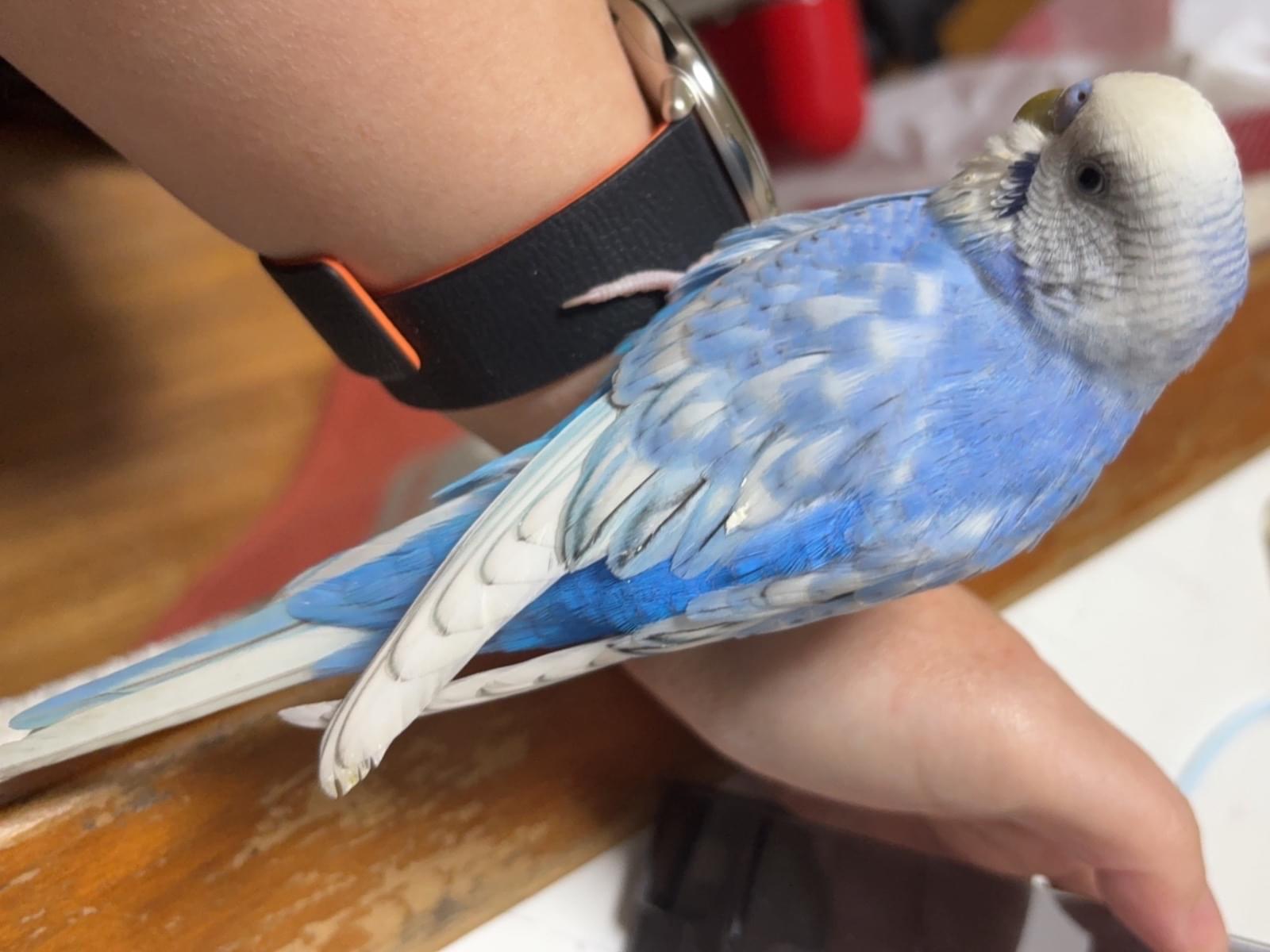 保護された鳥 保護された鳥