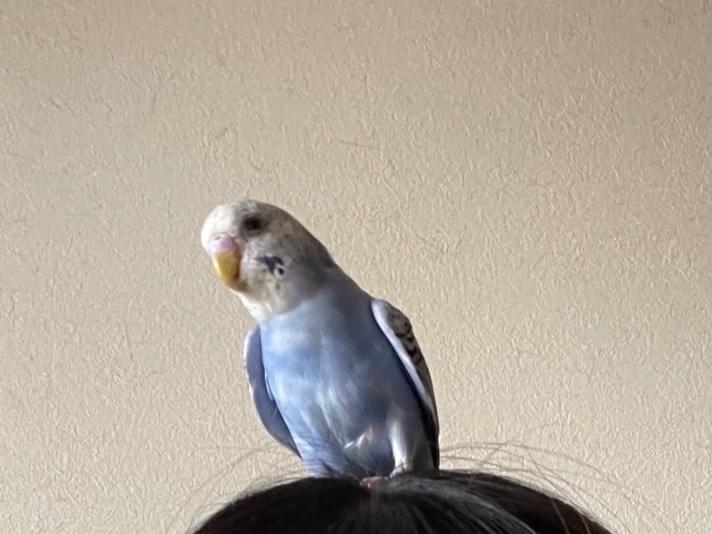 ぴぴちゃん ぴぴちゃん
