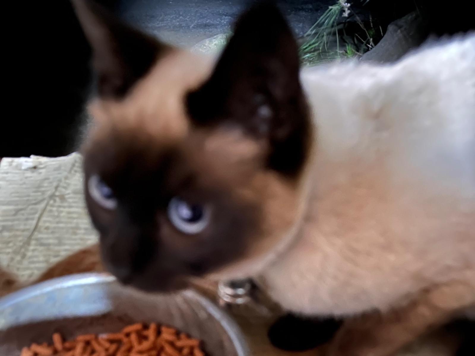 目撃された猫 目撃された猫