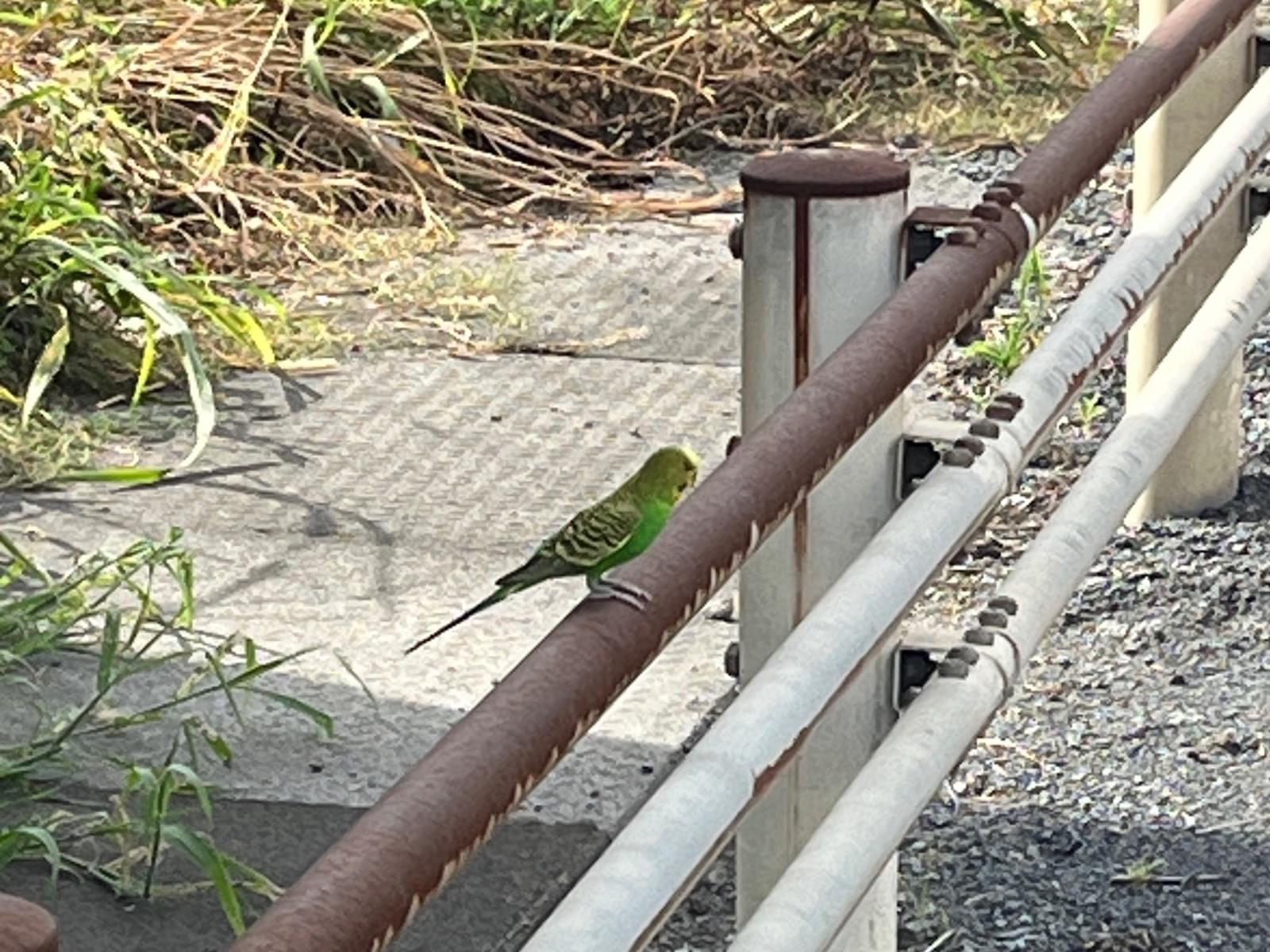 目撃された鳥 目撃された鳥