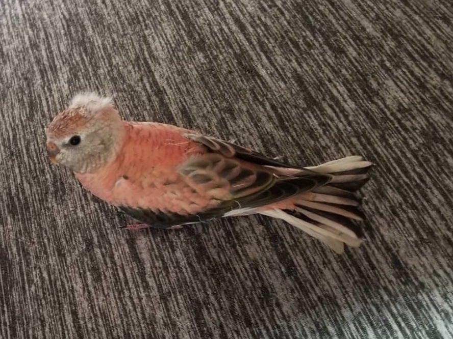 ももちゃん ももちゃん