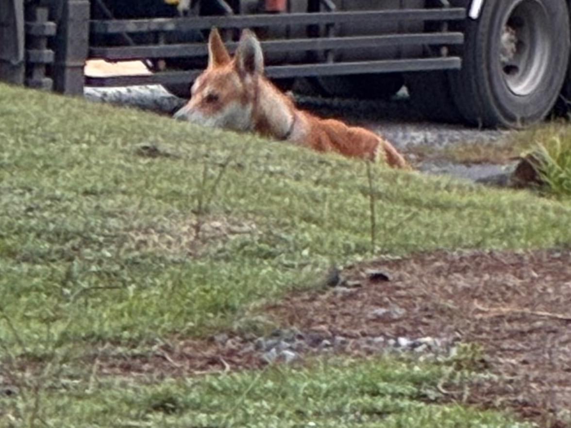 目撃された犬