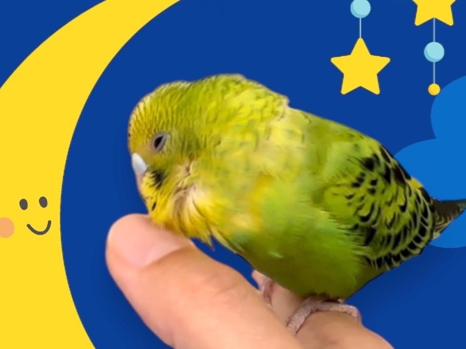 ゴマちゃん ゴマちゃん