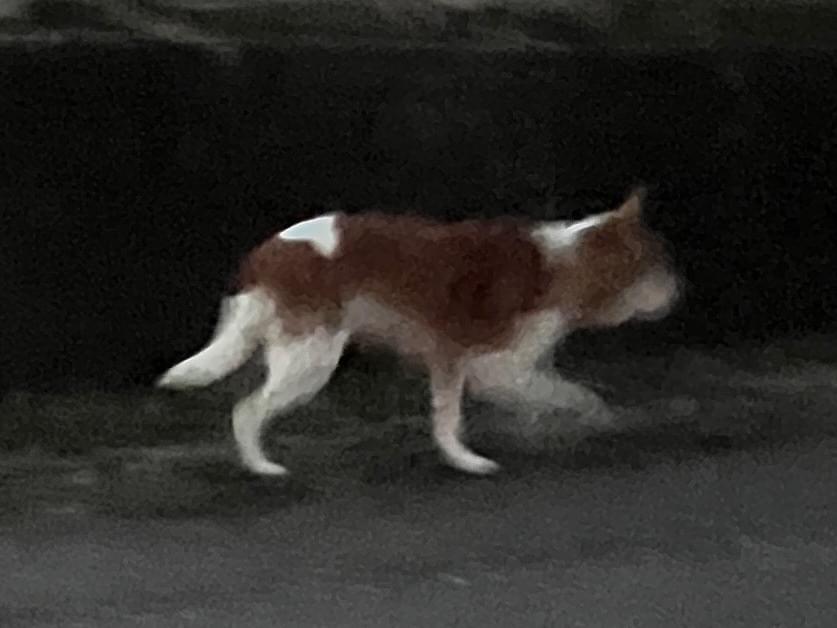 目撃された犬 目撃された犬