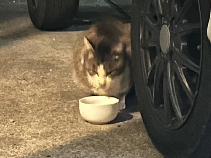 目撃された猫 目撃された猫