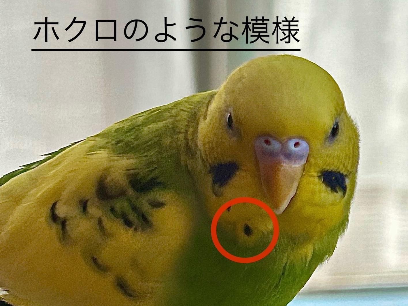 ぷりんちゃん ぷりんちゃん