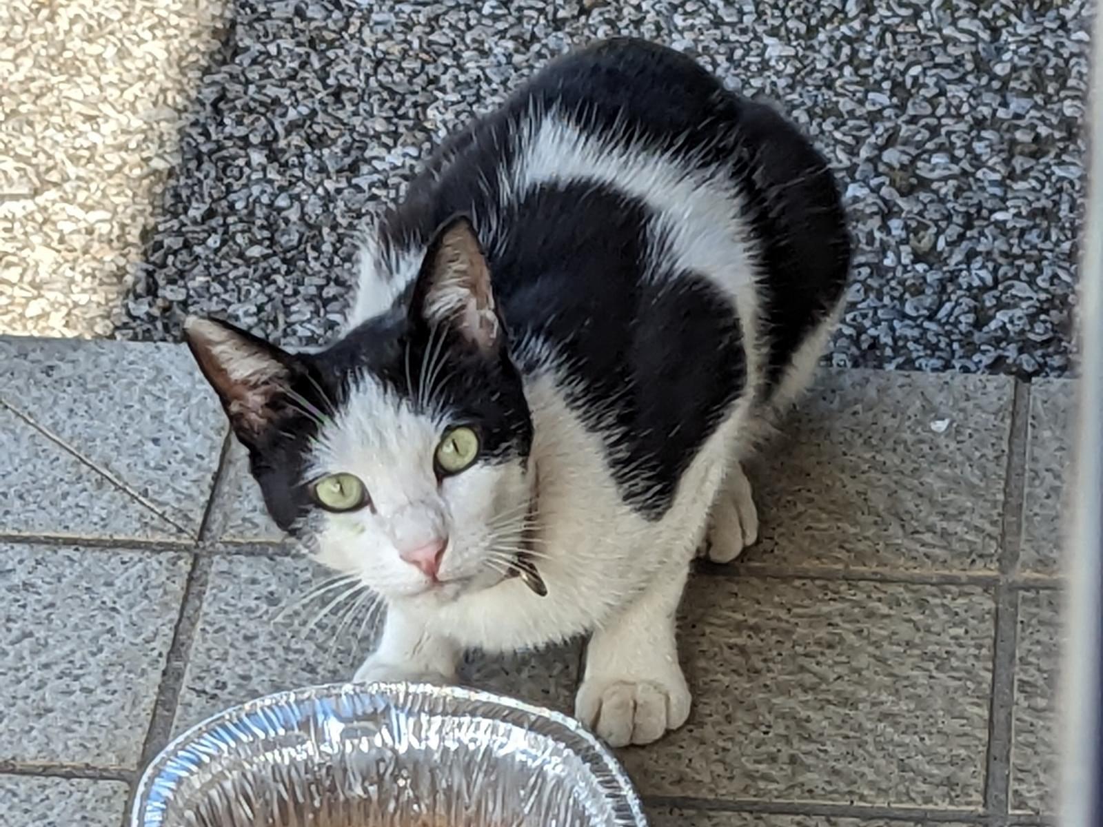 目撃された猫