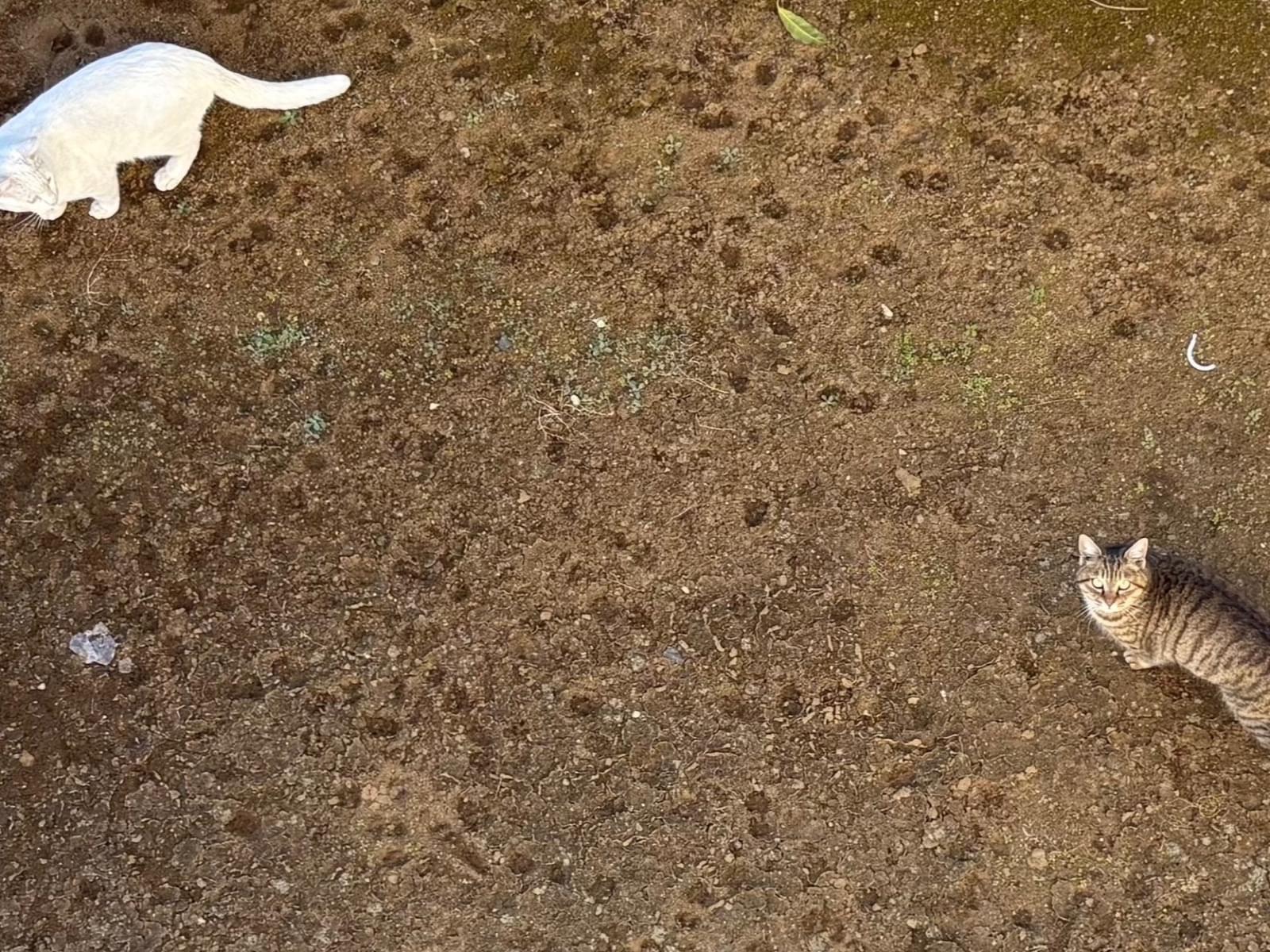 目撃された猫 目撃された猫