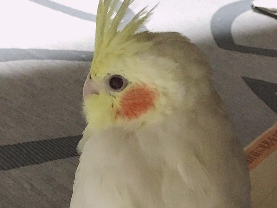 ひなたちゃん ひなたちゃん
