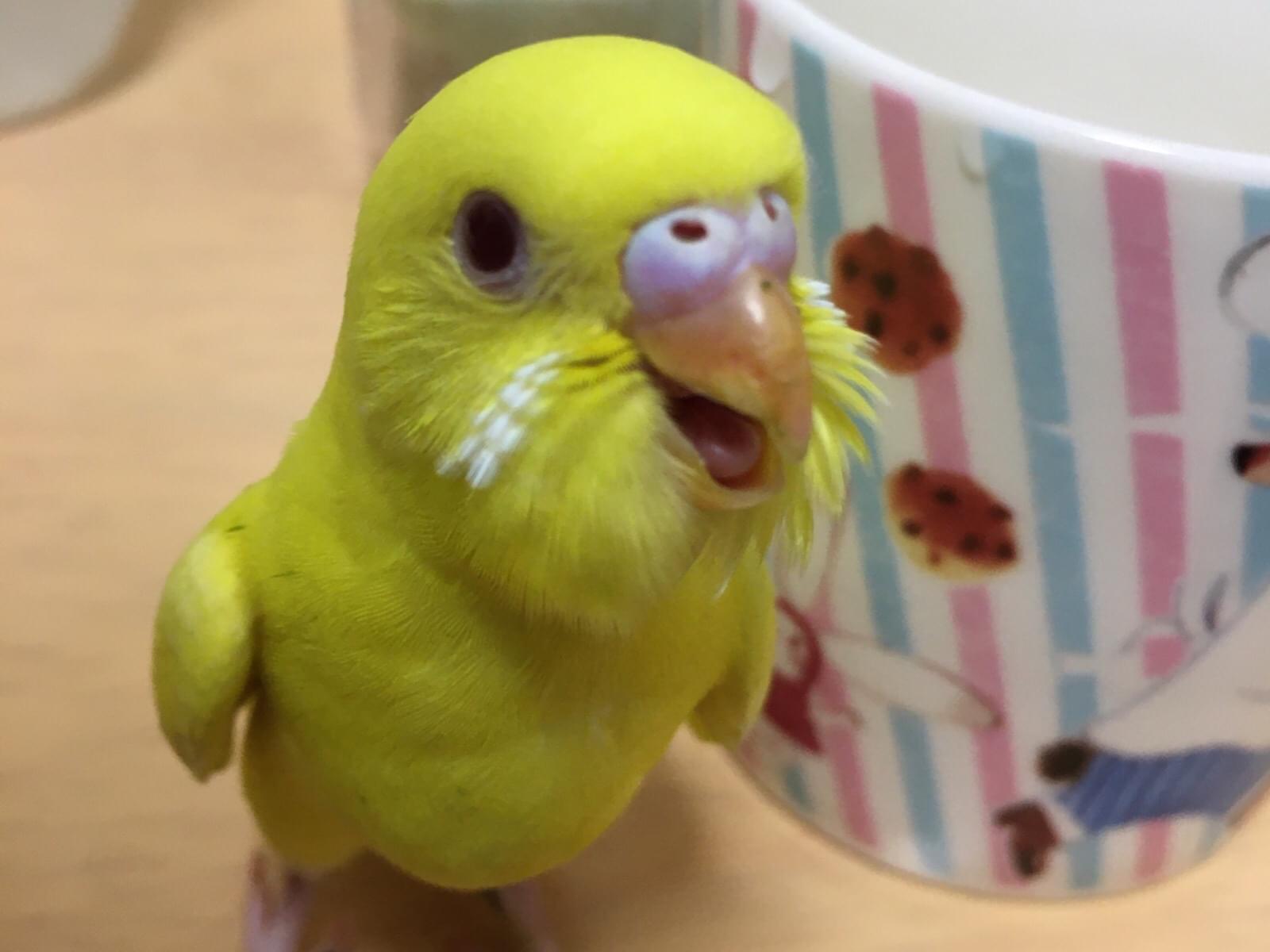 ニョオニョオちゃん ニョオニョオちゃん