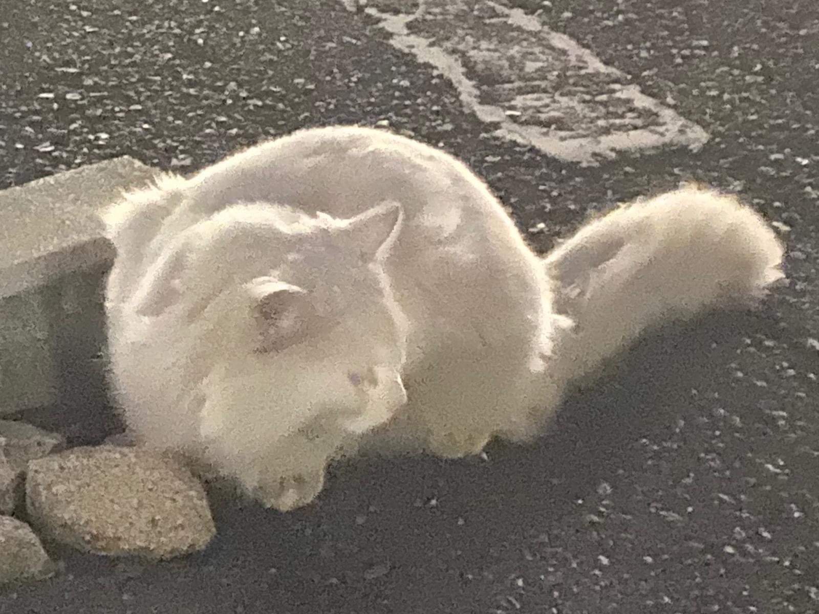 目撃された猫 目撃された猫