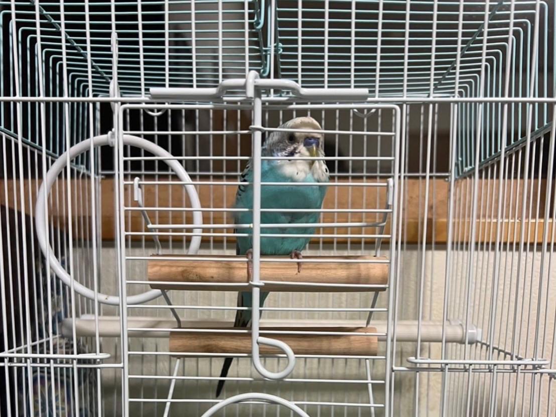 保護された鳥 保護された鳥