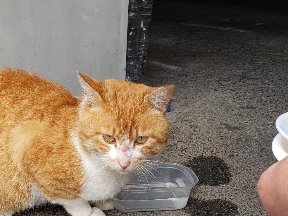 目撃された猫 目撃された猫