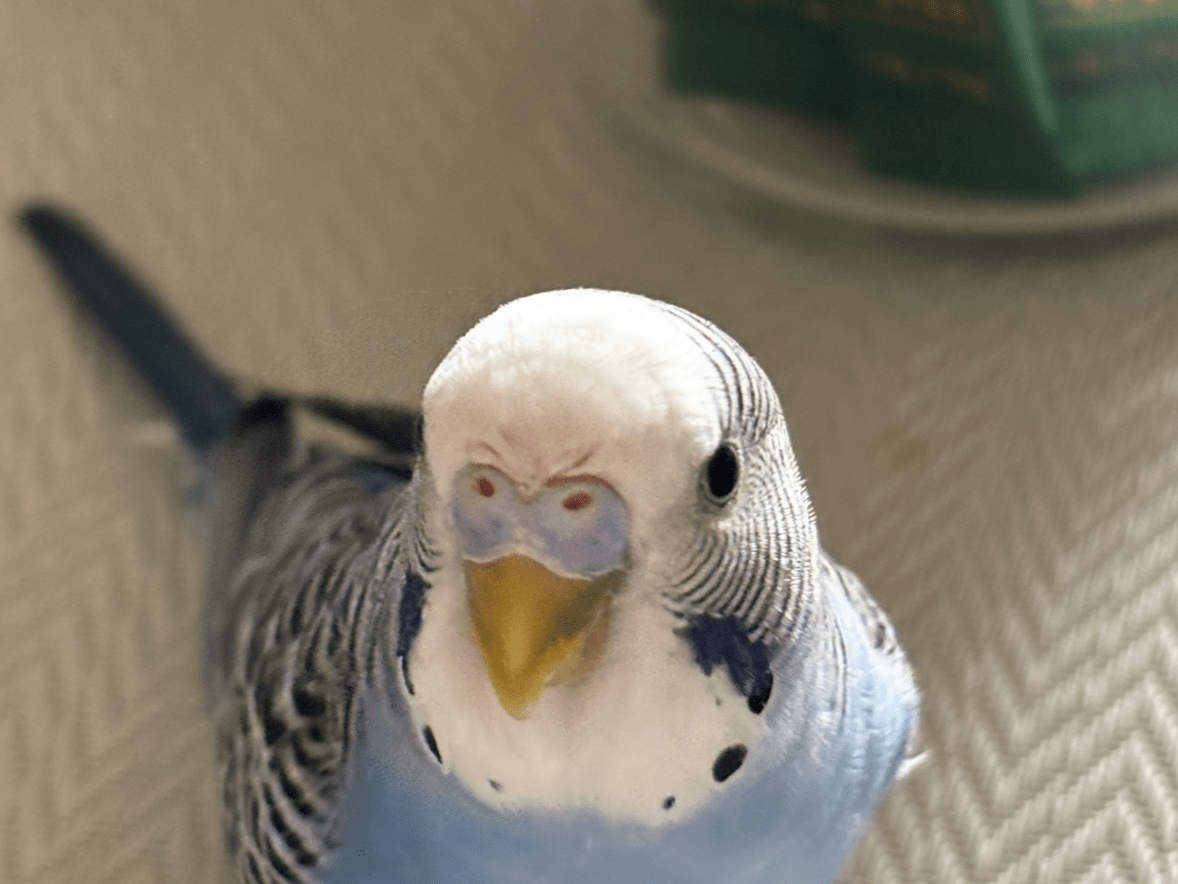 ソラちゃん ソラちゃん