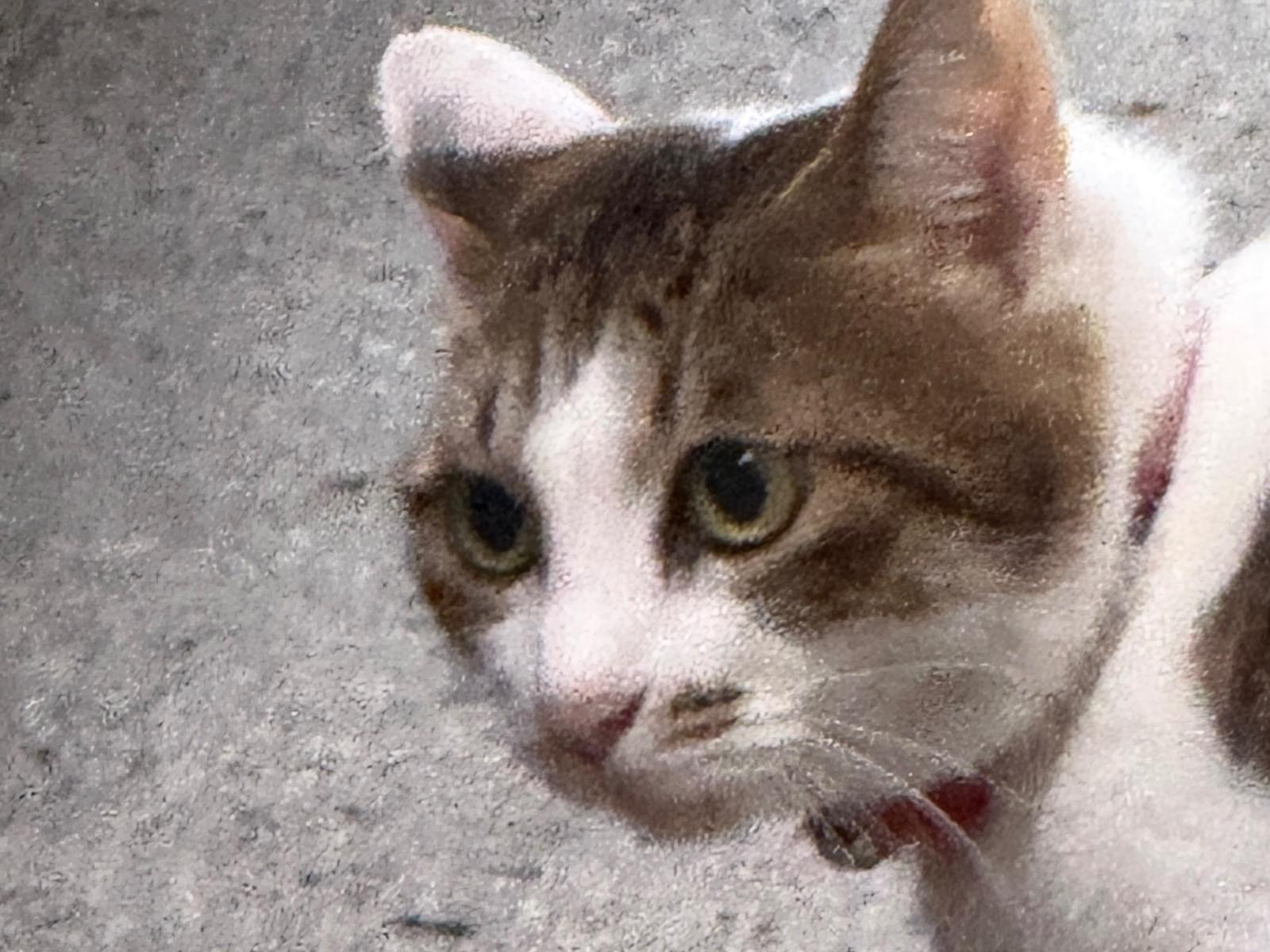 目撃された猫 目撃された猫