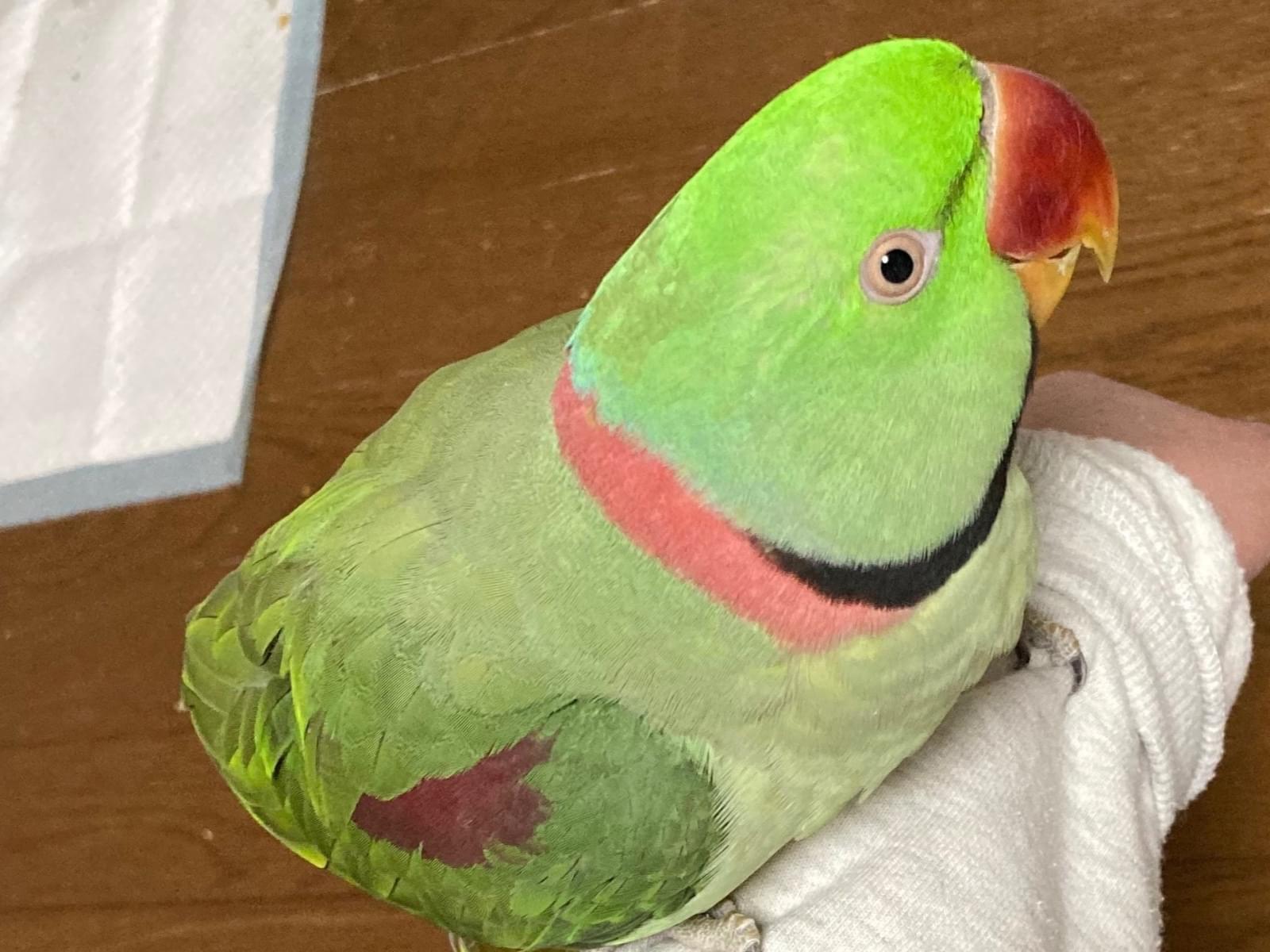 オオちゃん オオちゃん