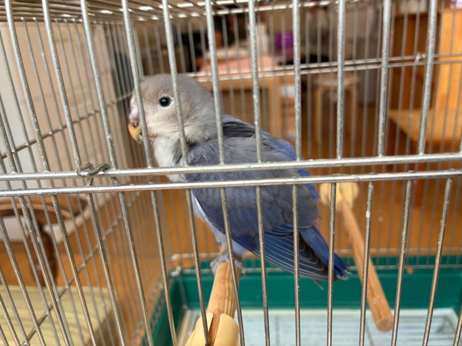 保護された鳥 保護された鳥