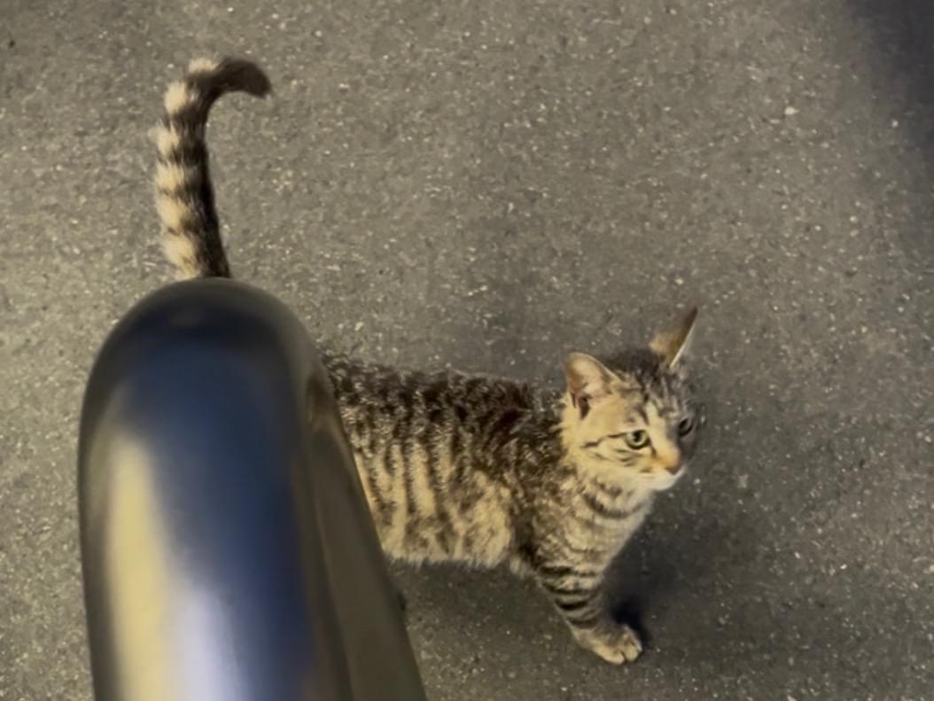 目撃された猫