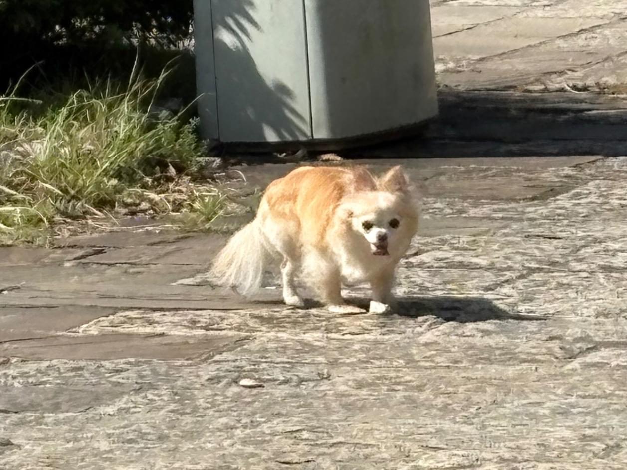 目撃された犬