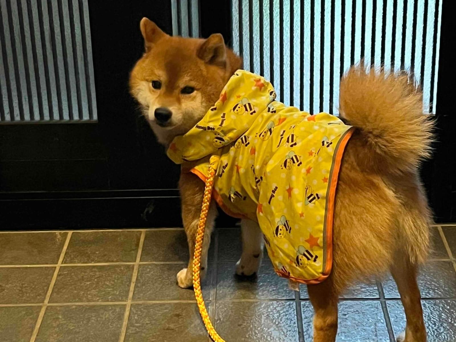 ポン太ちゃん ポン太ちゃん