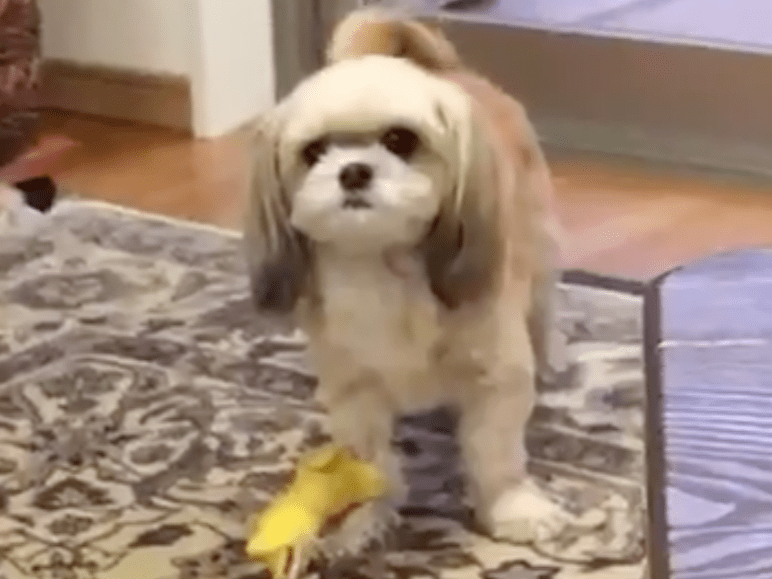 さぶれちゃん さぶれちゃん