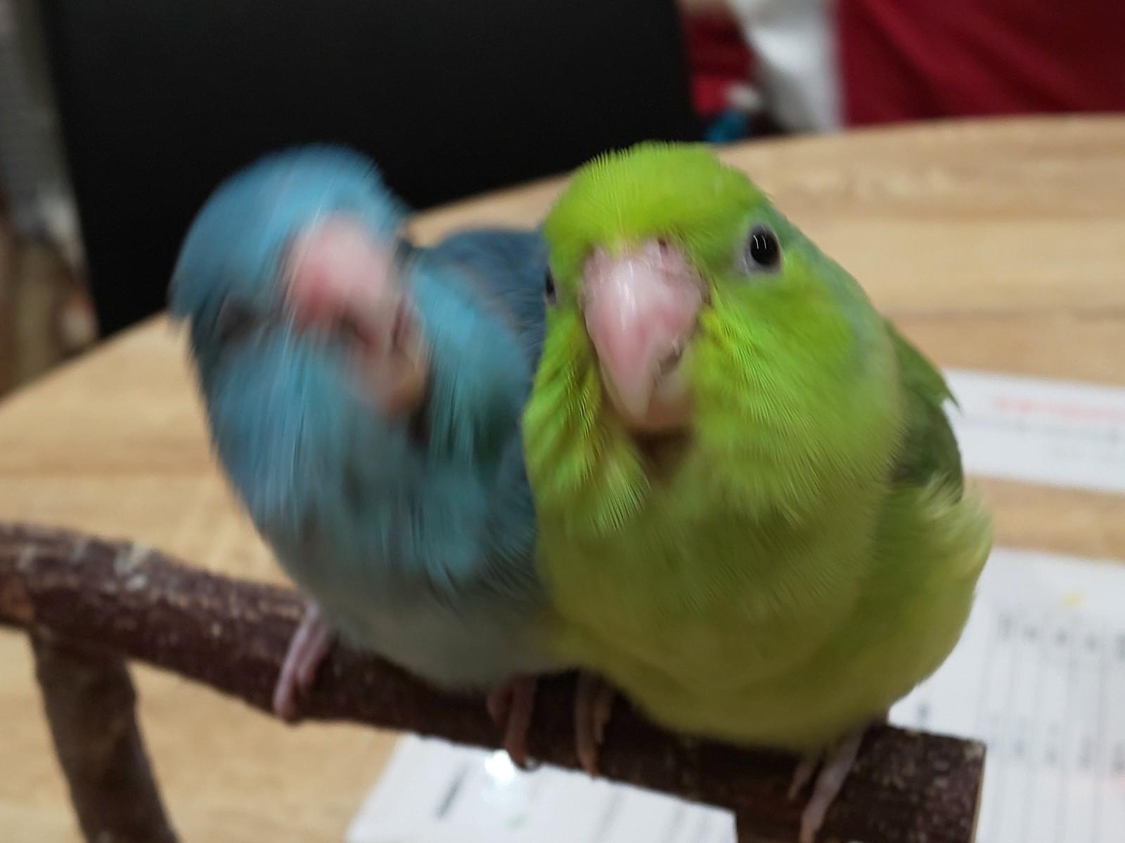 ラムネちゃん ラムネちゃん
