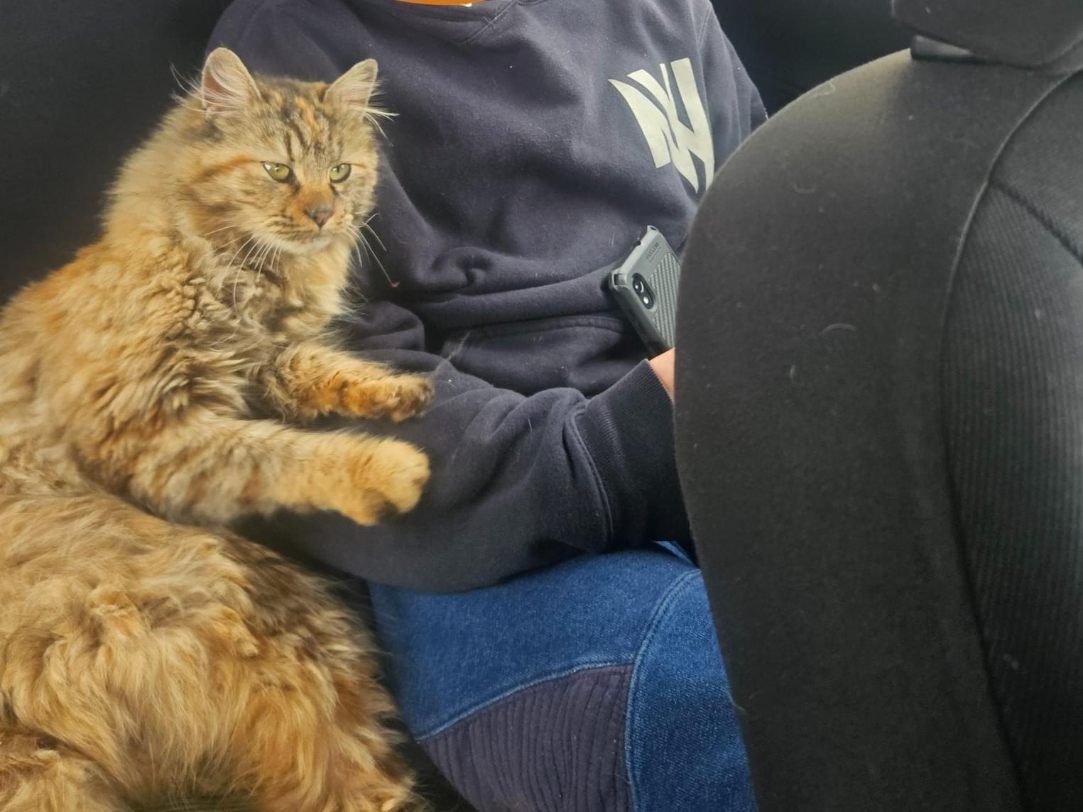 保護された猫 保護された猫