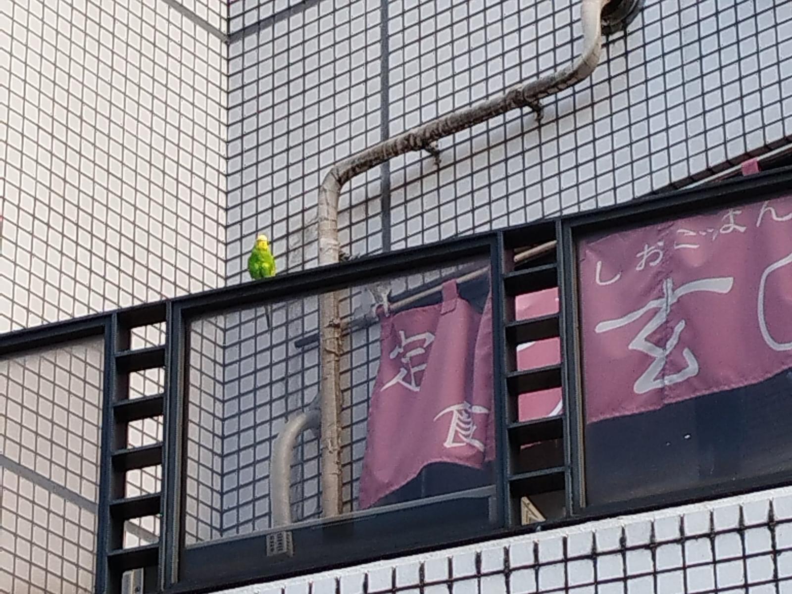 目撃された鳥 目撃された鳥