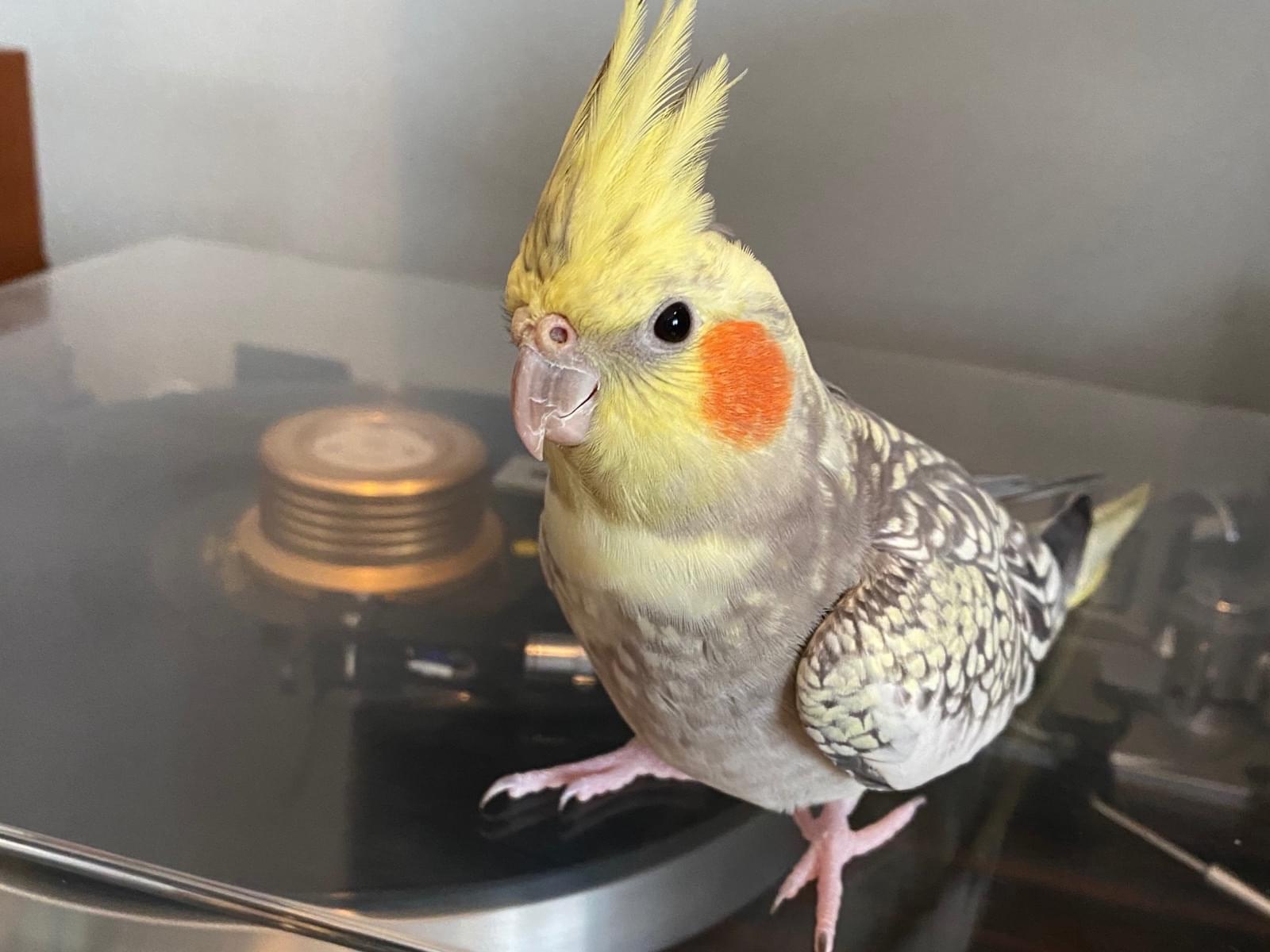 レンちゃん レンちゃん