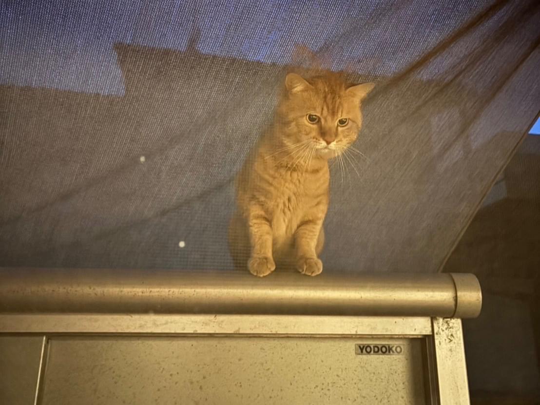 目撃された猫 目撃された猫
