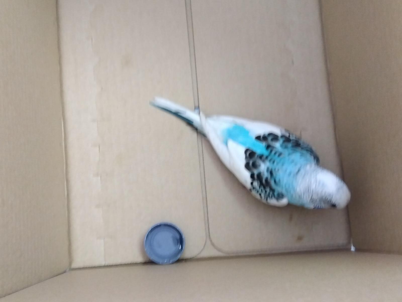 保護された鳥