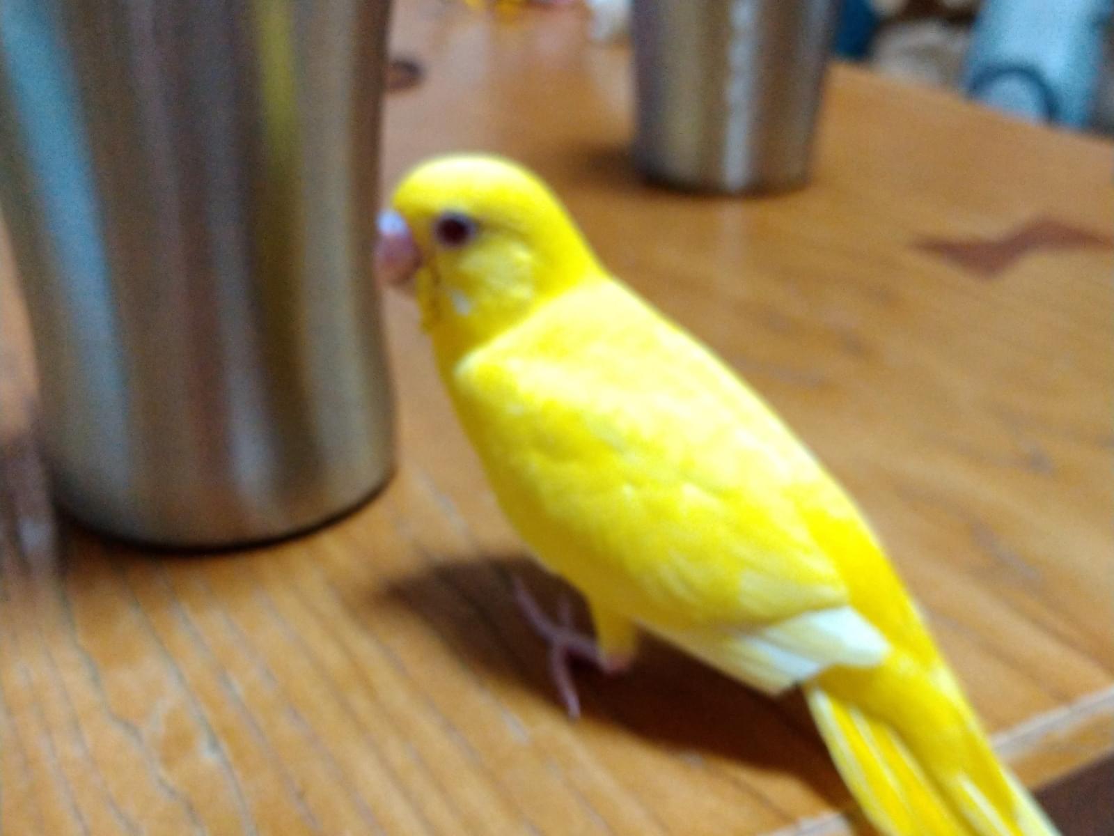 ここちゃん ここちゃん