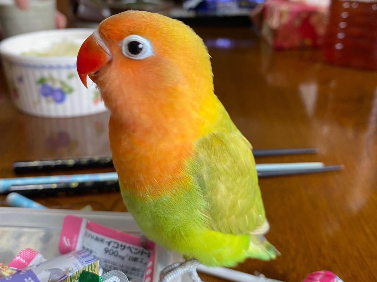 みかんちゃん みかんちゃん