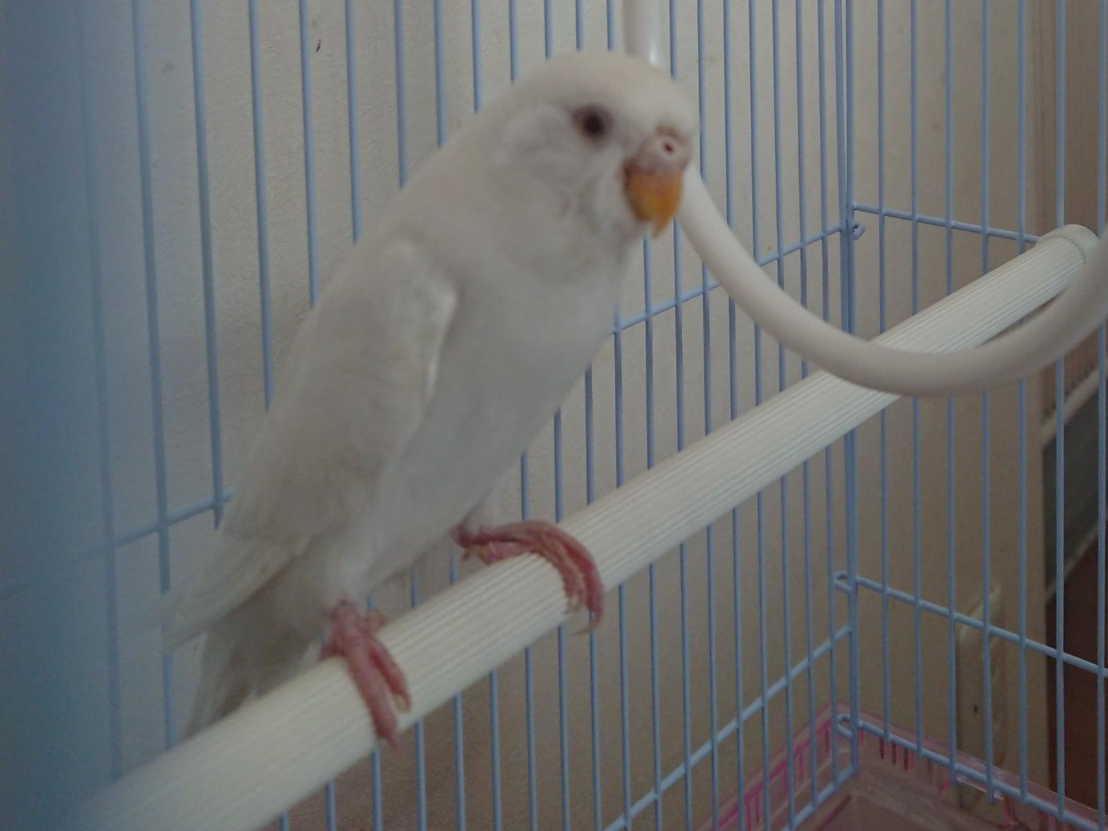 保護された鳥 保護された鳥