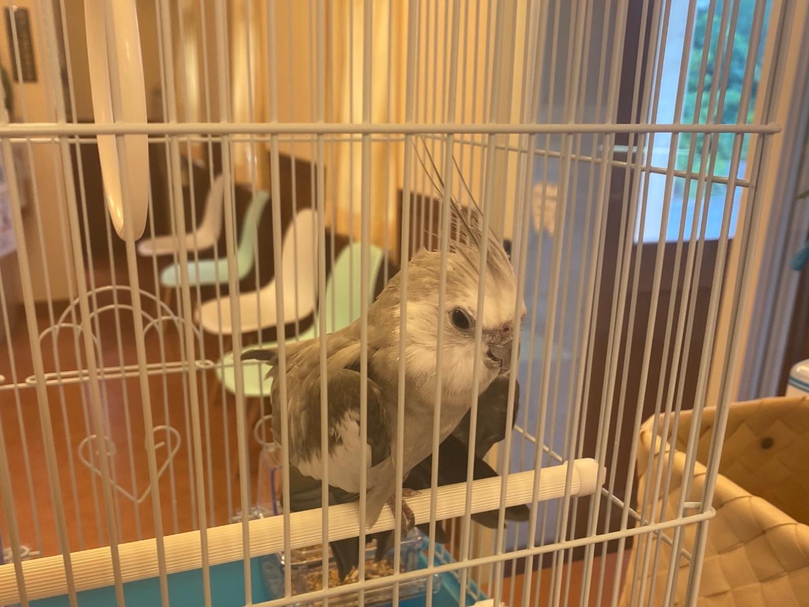 保護された鳥 保護された鳥