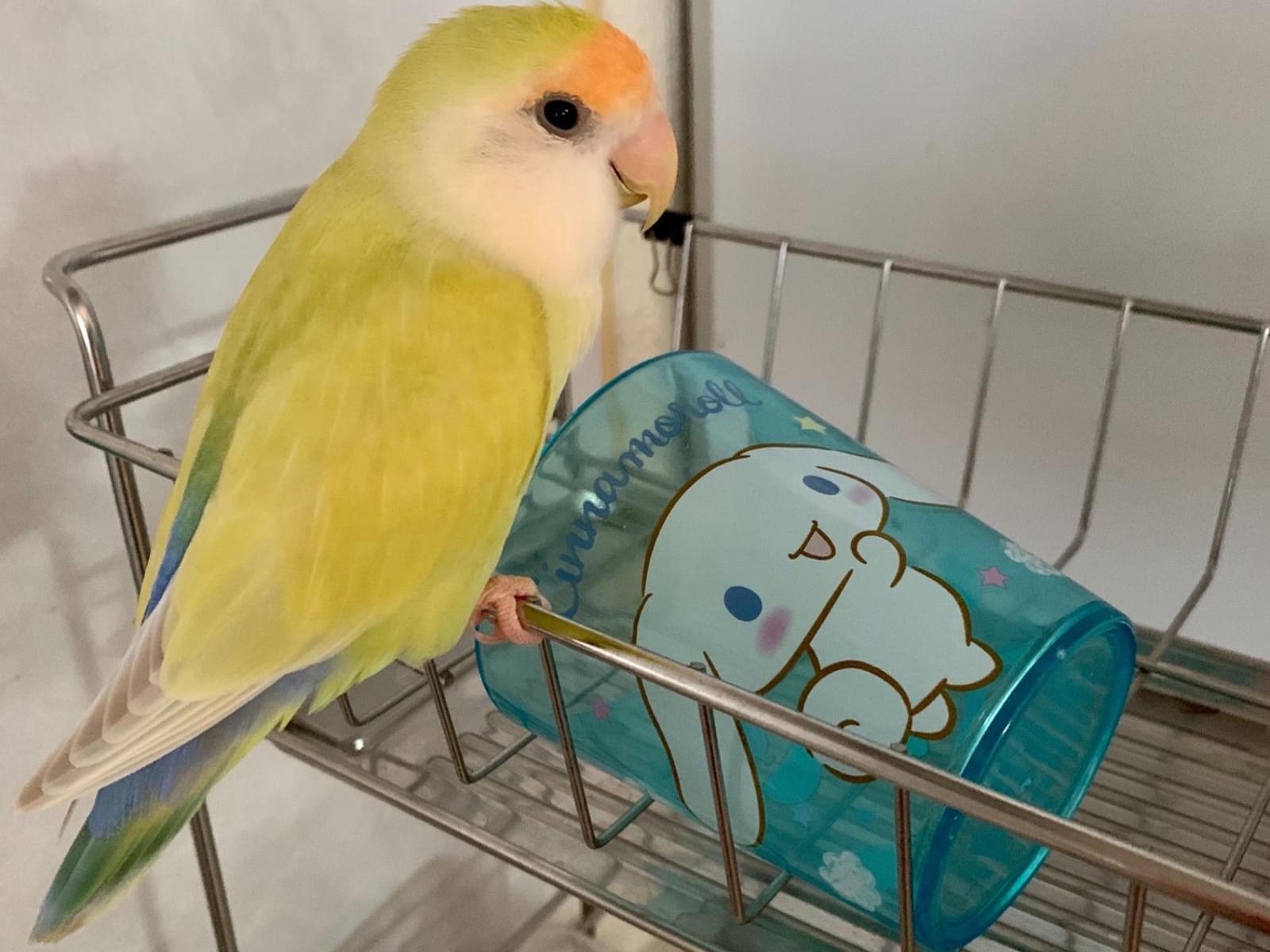 ぷにちゃん ぷにちゃん