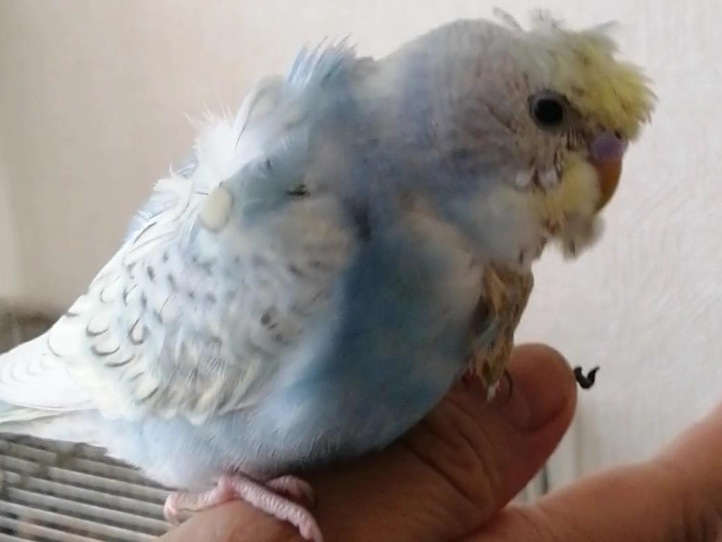 ジュークちゃん ジュークちゃん