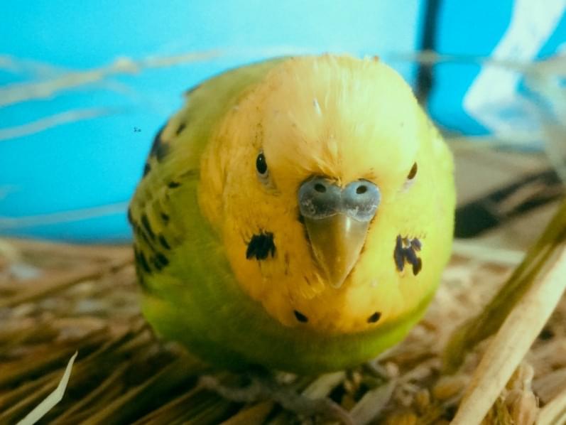 ぴーすけちゃん ぴーすけちゃん